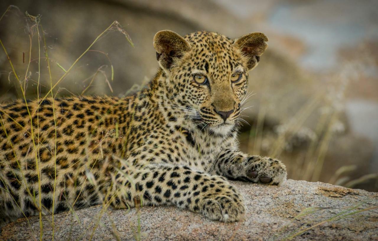 Lion Sands Narina Lodge Sabi-Sand-Reservat Exterior foto